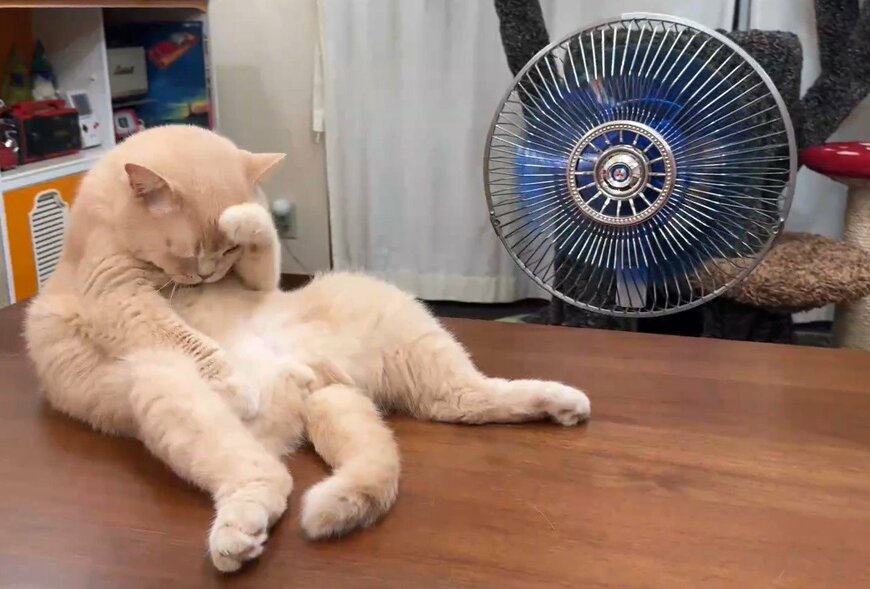 夏のお父様なような格好をする猫ちゃん