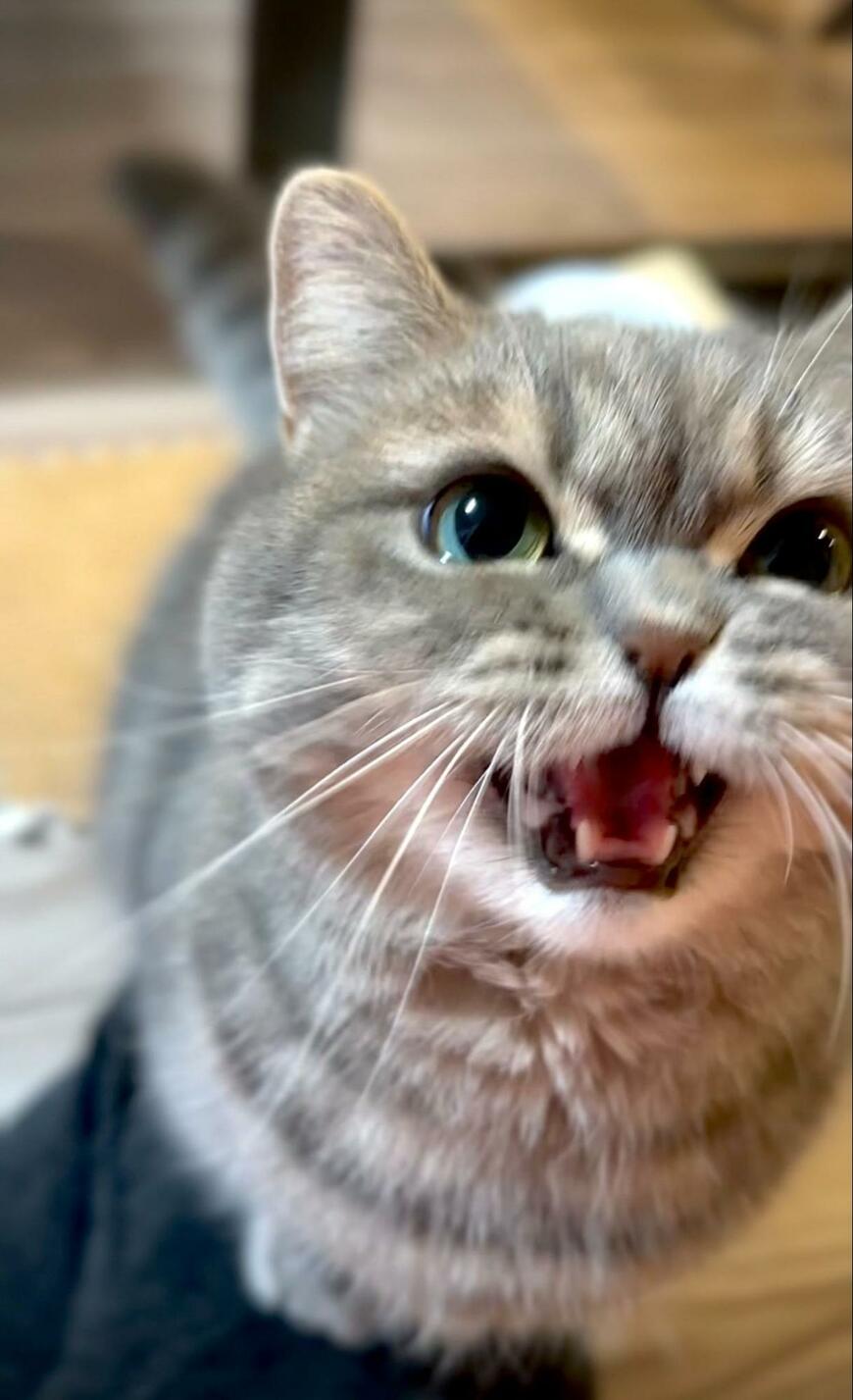 おやつを催促する猫