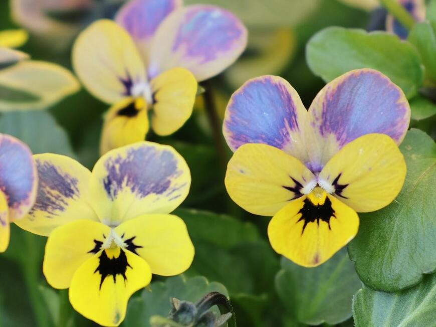 黄色いビオラの上部の花びらに、紫色の模様が入っている、神戸べっぴんさん