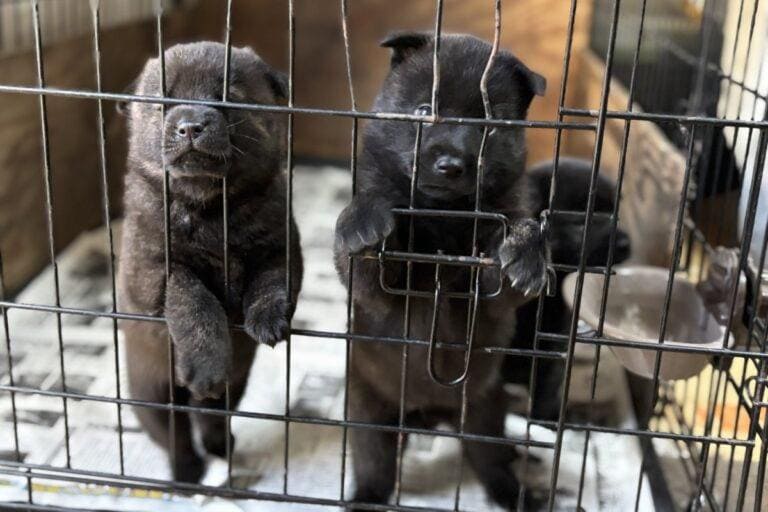 かわいい甲斐犬