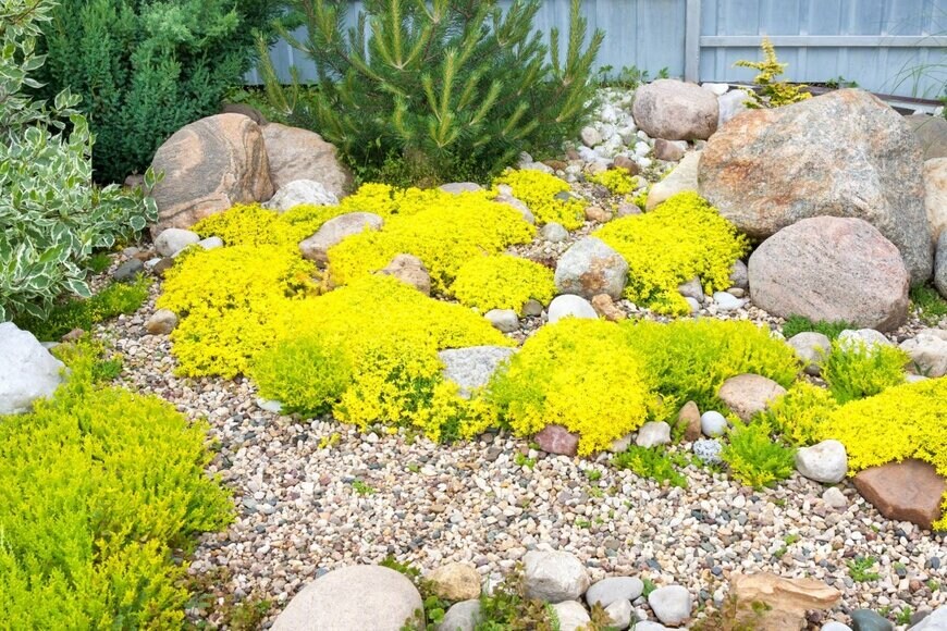 ロックガーデンに広がるセダム