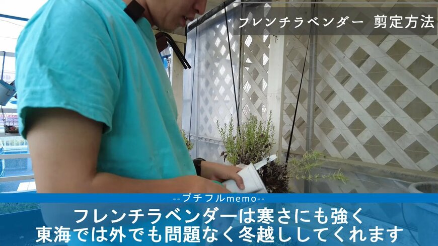 フレンチラベンダーの冬越し