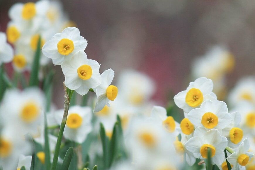中央が黄色、花びらが白の、スイセンの花
