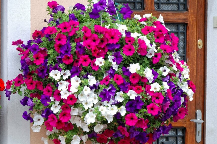 ペチュニアの花。色は白、紫、赤。バスケットからこぼれるように咲いている。背景には木のドア。