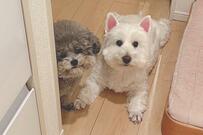しがみつく犬を泣く泣く振り払い外出　5分後の「監視カメラの映像」が信じられない