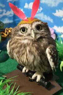 フクロウが虫のフィギュアになりきり！？　反則級のかわいさ〈みつばちコスプレ〉に反響「似合いすぎ」