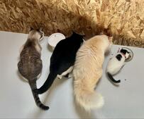 4匹から6匹へ　仲睦まじくご飯を食べる猫ちゃんたちの後ろ姿にほっこり！成長ぶりに1.2万いいね