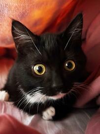 え！？虫！？元保護猫ちゃんの子猫時代の写真が話題！立派な眉毛にいいねで称賛！