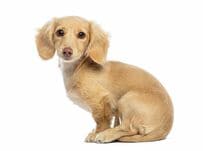 犬の「嘘寝」と「ガチ寝」の比較画像に笑ってしまう　分かりやすい違いに「人間の子どもみたい」