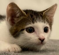 子猫時代からパッツンヘアの子猫　4歳の姿と比較した結果が話題