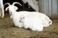 茨城県で撮影された「段ボール箱」に入れられた子ヤギが話題　まさかの光景に思わず目を疑う
