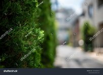 近所の雑草の茂みでカラフルな果実を発見　自然界のものとは思えない不思議な色の理由とは