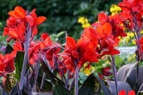 いまが植え付けの好適期！夏の日差しに映える、豪華でボリューム満点の《春植え球根植物》3選