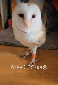【あいさつするフクロウ】飼い主さんのあいさつにかわいい声で応える様子が話題　ご機嫌なフクロウさんにほっこり