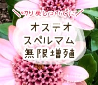 大好きな花が無限増殖！？SNSで【6.3万回再生】初心者でも簡単なオステオスペルマム「挿し芽」方法