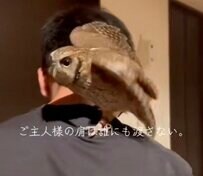 【肩に乗っていたいフクロウ】”ご主人様の肩は誰にも渡さないぞ！”移動中ずっと肩に乗っているフクロウが愛おしい！「可愛い！」の声