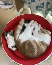 「←昔の力関係     今の力関係→」猫達の関係性の変化が42万回表示