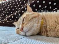 【何もしない宣言】ごろんと寝転ぶ猫ちゃんの脱力スタイルに癒される人続出！「たまにはいいんじゃない？」