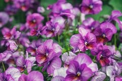 【ガーデニング】夏にタネまきできる一年草オススメ6選！秋冬にオシャレな花が咲く、初心者も育てやすい品種