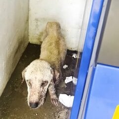 ATMの陰で震える「被毛がない野良犬」を救出　7ヶ月間の治療の後「幸せを掴んだ姿」に感動