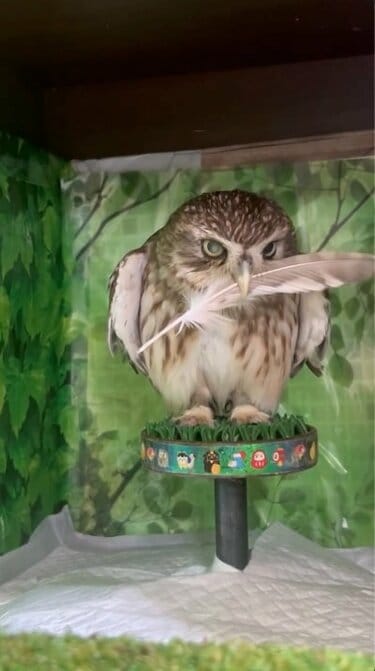 羽をくわえたフクロウ】羽で謎の遊びをするフクロウさん…「キリッ」と