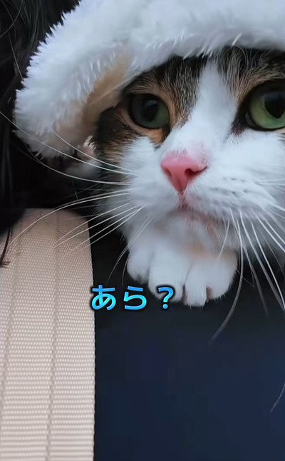 不安そうな表情で抱っこされている、猫のこたろうくん