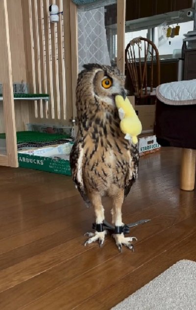 投稿動画のワンシーン