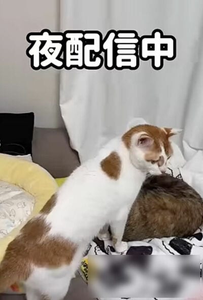 投稿の画像