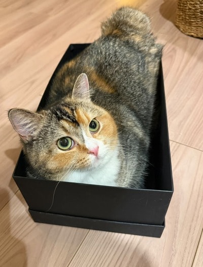箱が好きなようです