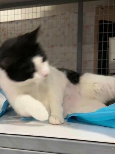 保護施設のケージの中でスタッフになでられるジョニちゃん