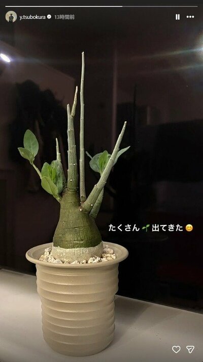 坪倉由幸のInstagramストーリーズ投稿