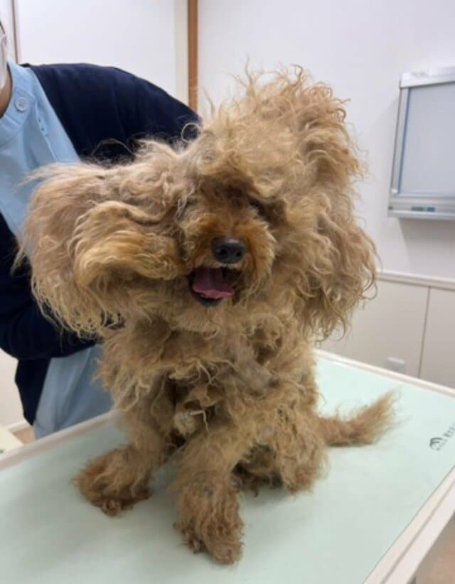 高齢者の孤独死で「保護された犬」　モフモフで元気になった姿にグッときてしまう