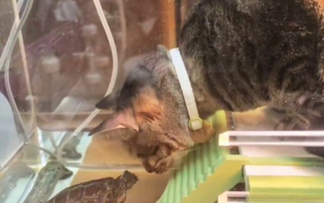 【猫と亀が水槽で密会】まさかの結末に「両想いなんだね」「ラブラブ！」の声