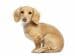 犬の「嘘寝」と「ガチ寝」の比較画像に笑ってしまう　分かりやすい違いに「人間の子どもみたい」