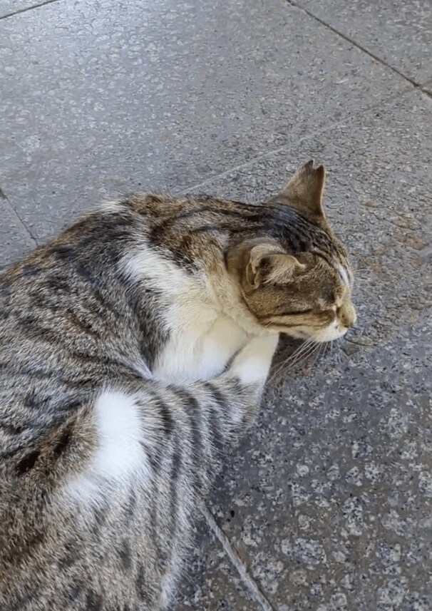 出所：@nekosanpoch