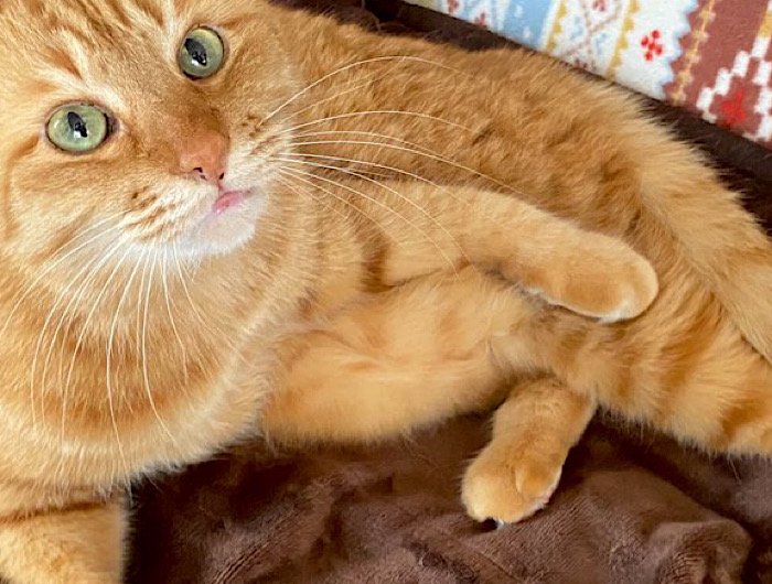 出所：@Adonis_Beginner