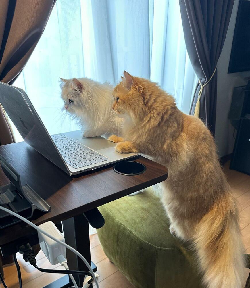 出所：@NEKOLAND13