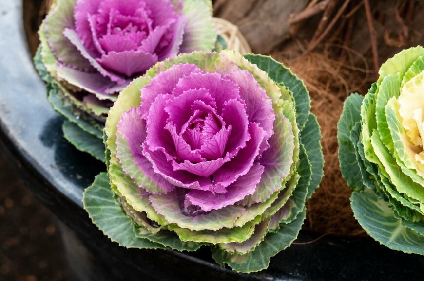 Kokodesho/shutterstock.com