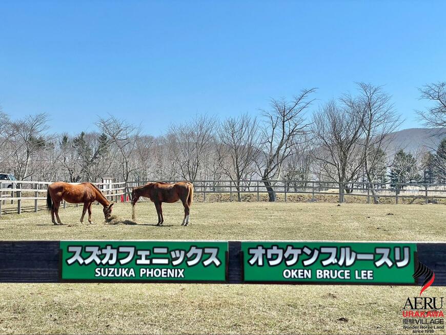 出所：うらかわ優駿ビレッジAERU