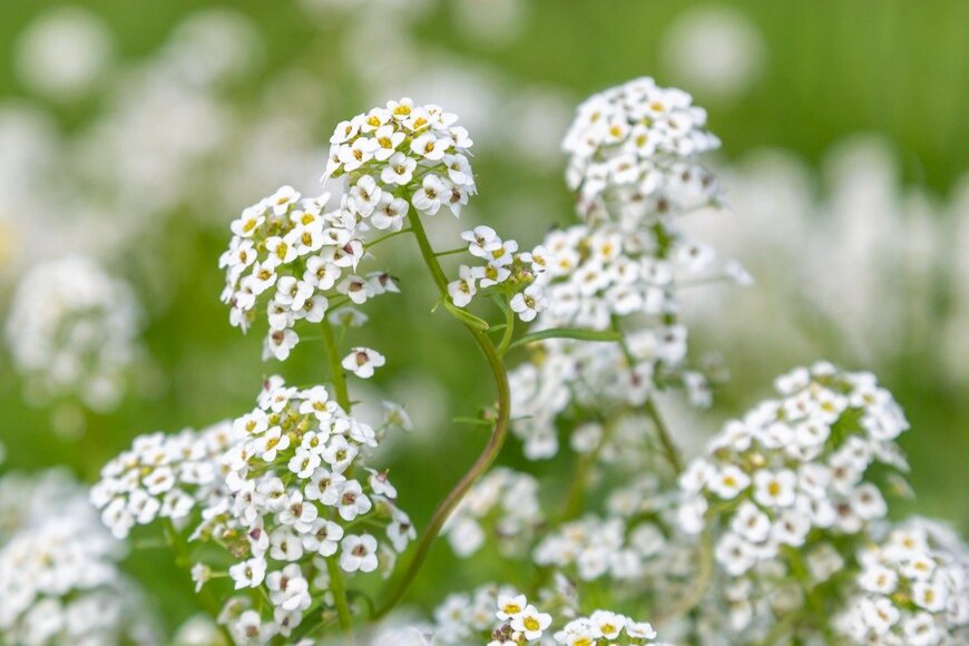 Lemanieh/istockphoto.com