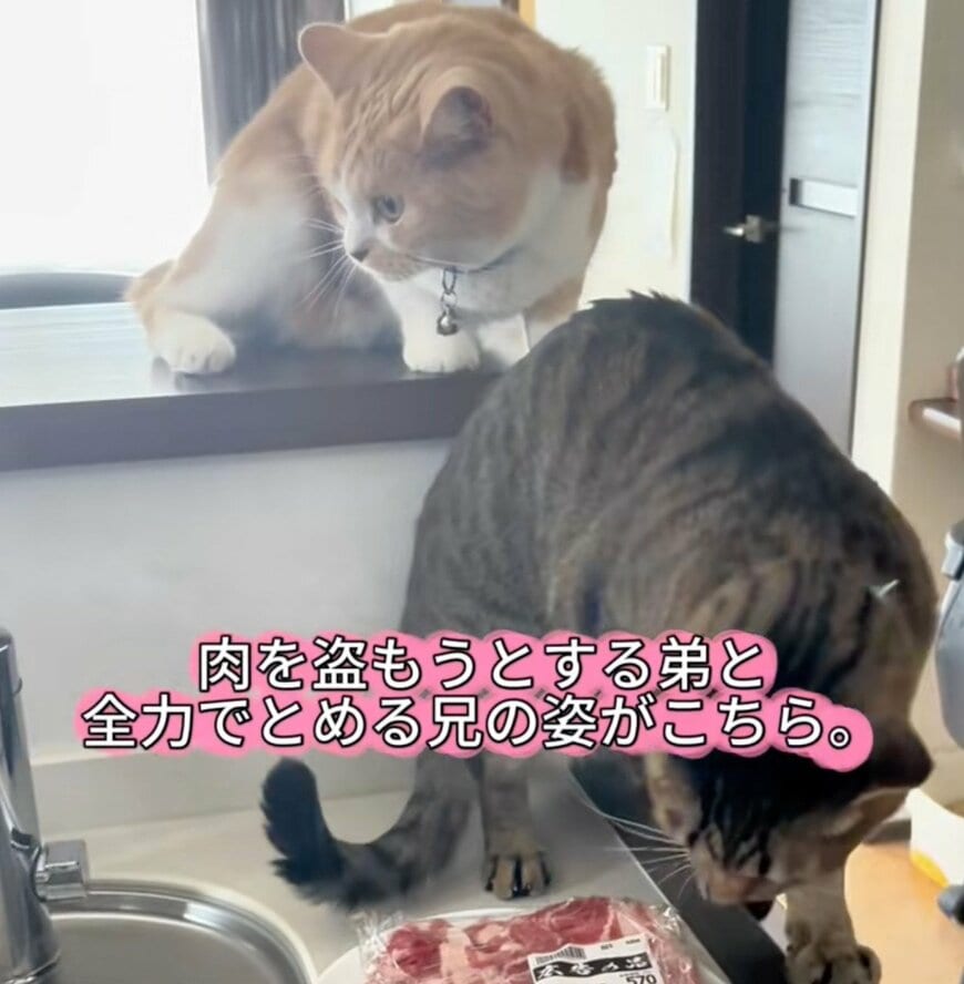 【まさか】泥棒を企てる弟猫を兄猫が止めようとすると→意外な結果に笑いが止まらない