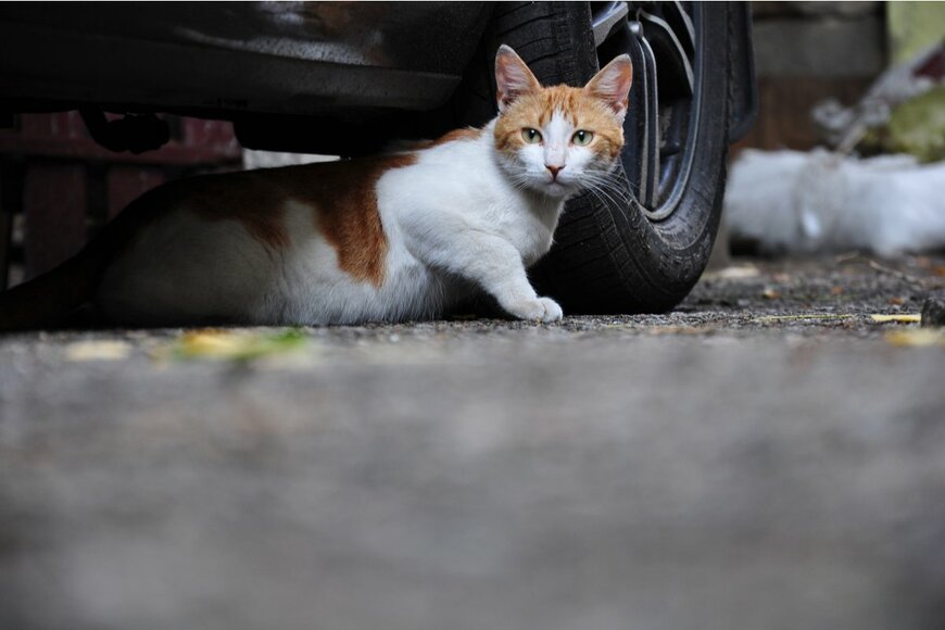 首都高でエンジンルームから猫救出！どう防ぐ？