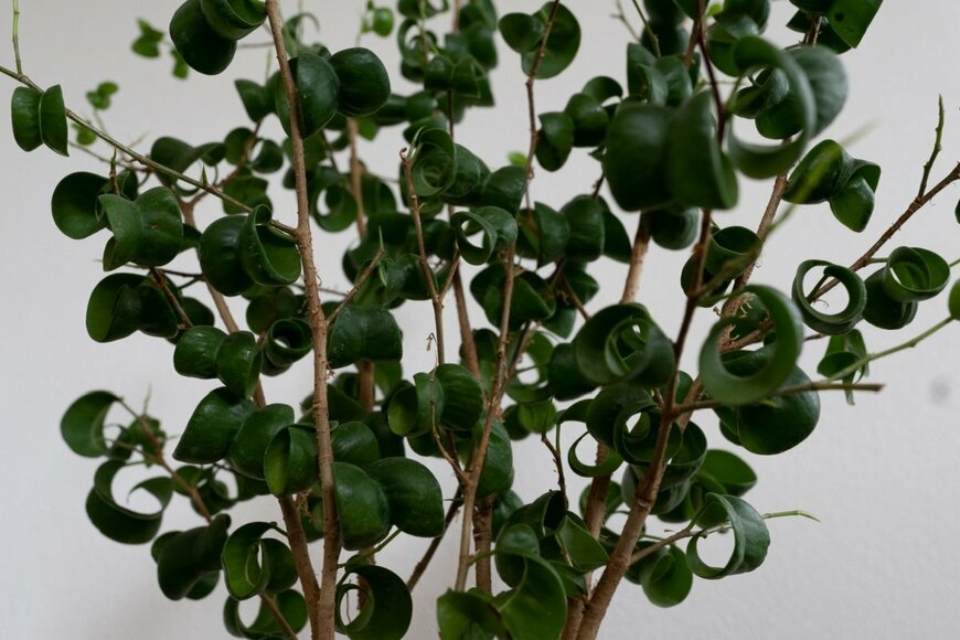 icebergpicture/shutterstock.com