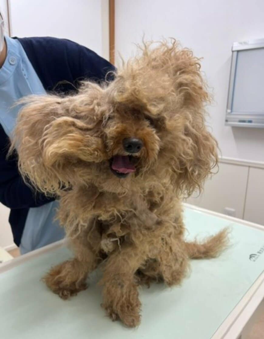 高齢者の孤独死で「保護された犬」　モフモフで元気になった姿にグッときてしまう