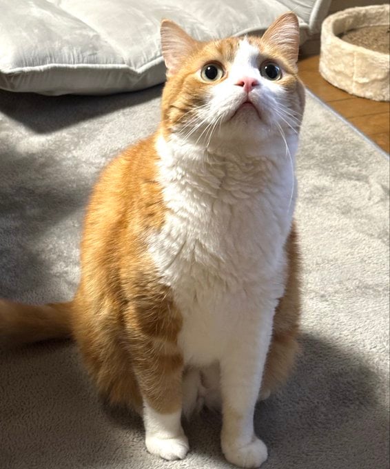 「猫のくつろぎポーズ」に癒やされる　「こぼれそうなモフモフの背中」があまりにもかわいい