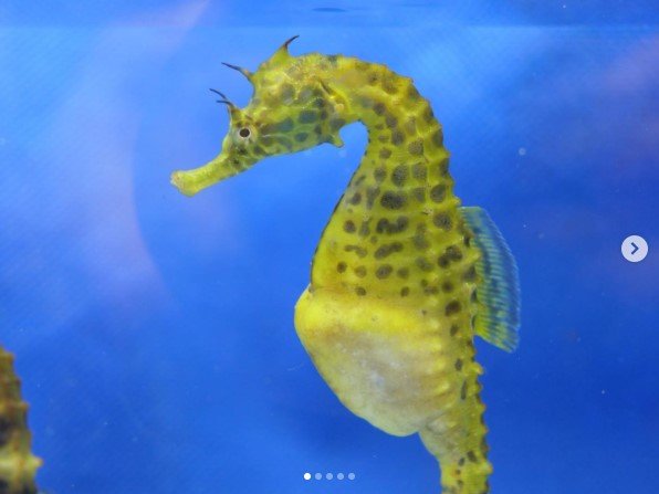 出所：@seahorsehouse_jp