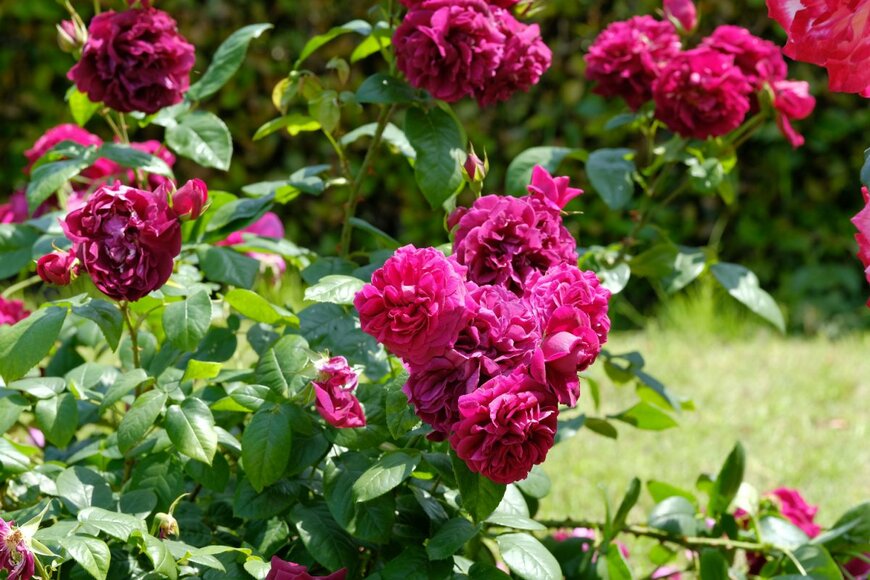 shepherdsatellite/shutterstock.com