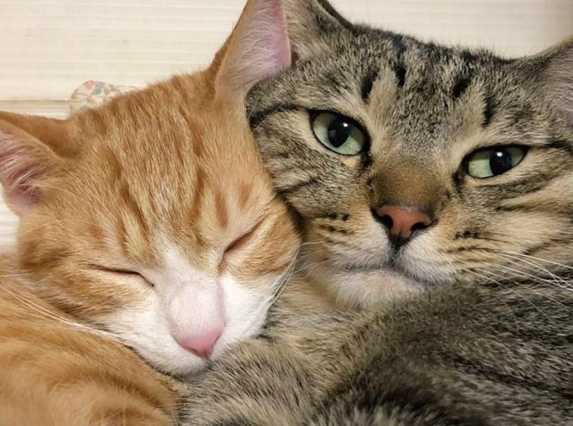 出所：@mero627puri914