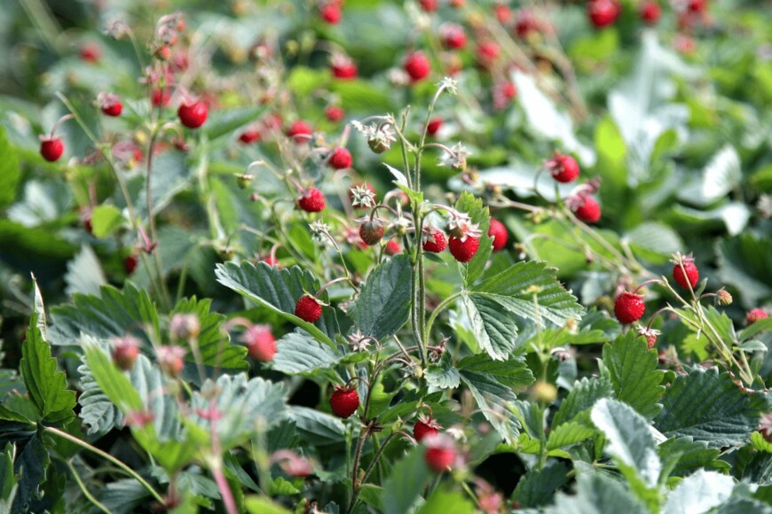 petrovval/istockphoto.com