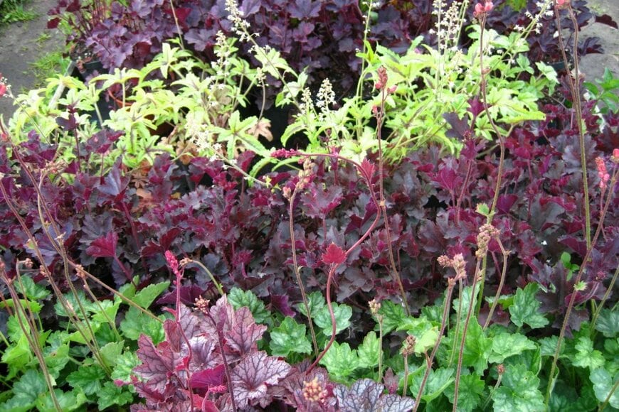 Olga Glagazina/shutterstock.com